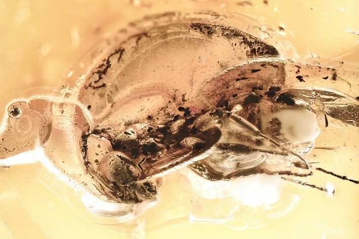 Detailed Fossil Ant (Formicidae) In Baltic Amber #328230